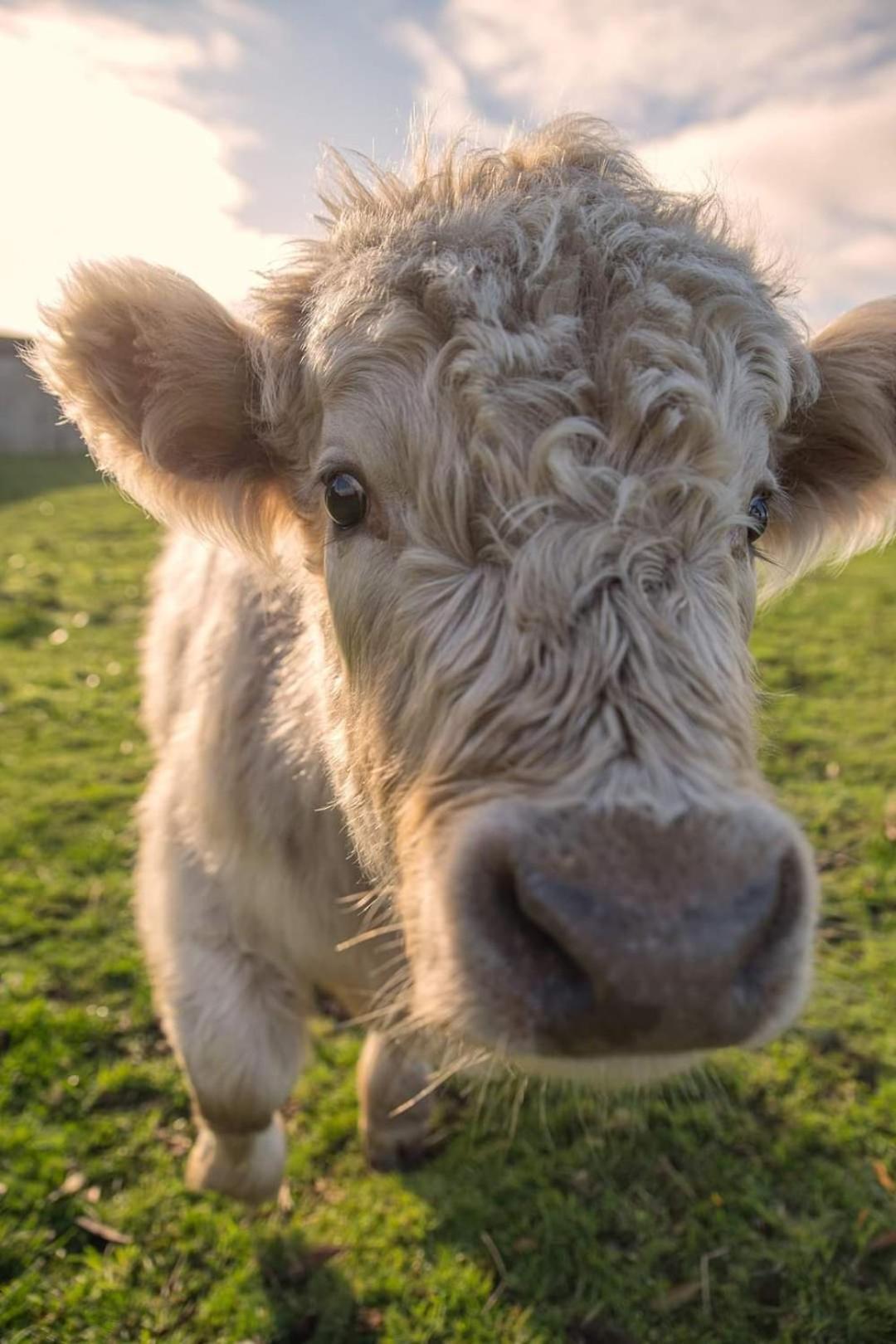 Ruby'S Cottage Farm Stay 포트아서 외부 사진